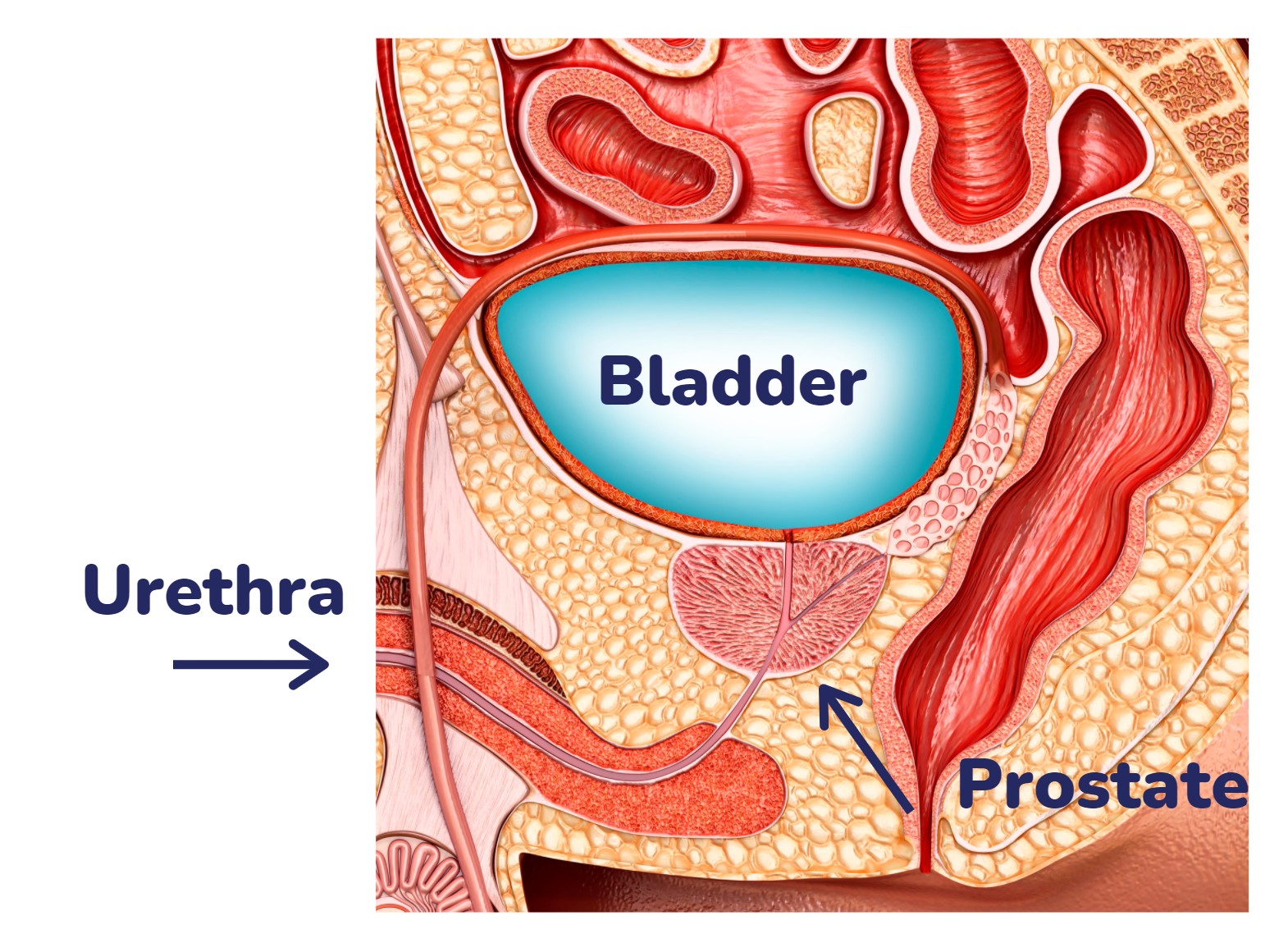 Diagram of a prostate
